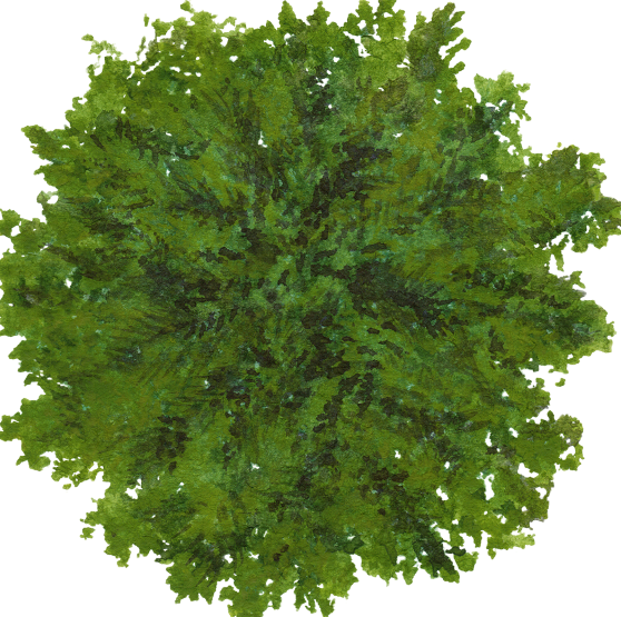 清新水彩风园林平面植物-1