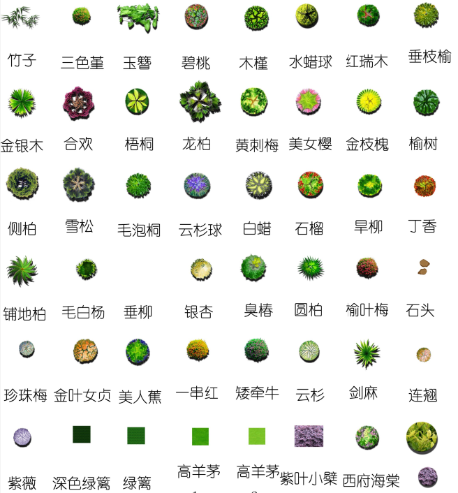 水彩风平面植物-1