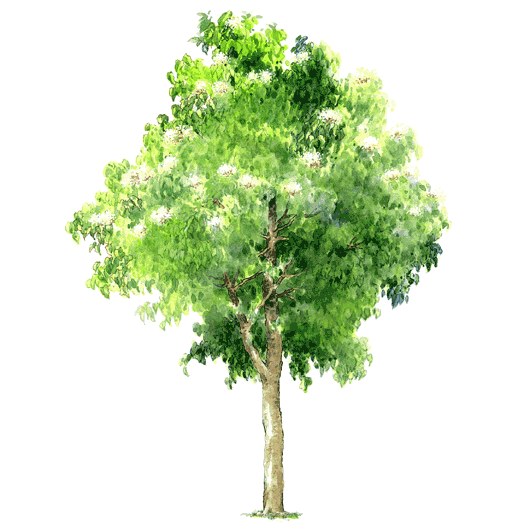 拼贴风手绘树素材-1