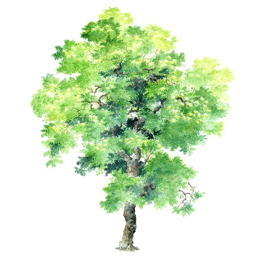 拼贴风手绘树素材-1