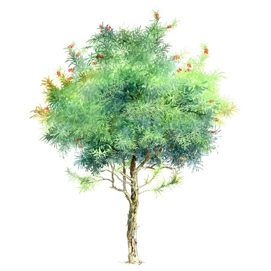 拼贴风手绘树素材-1