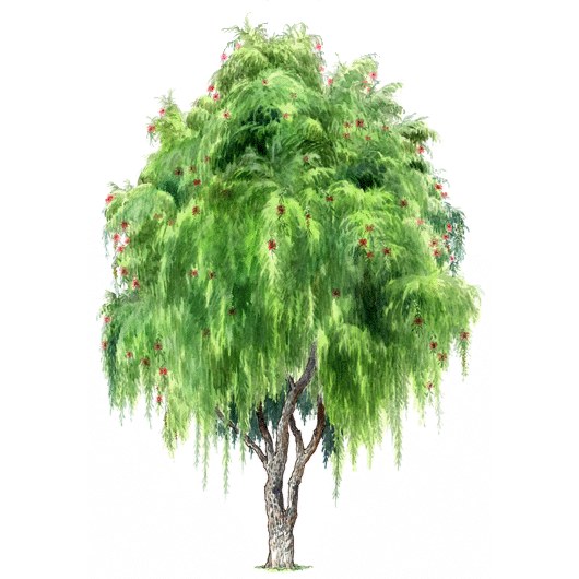 拼贴风手绘树素材-1