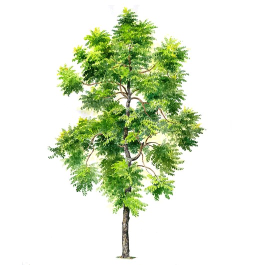 拼贴风手绘树素材-1