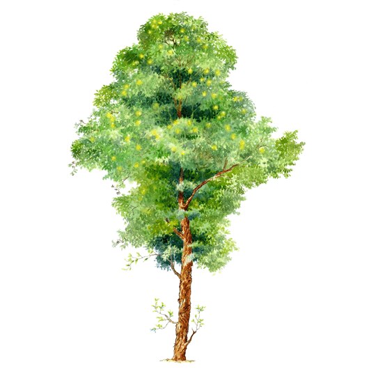 拼贴风手绘树素材-1
