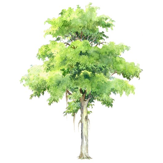 拼贴风手绘树素材-1