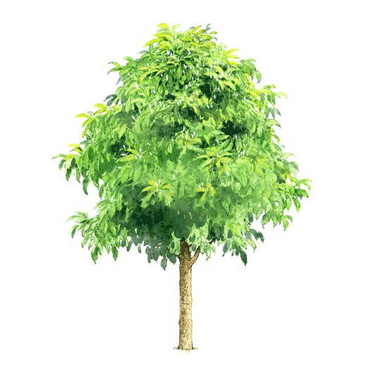 拼贴风手绘树素材-1