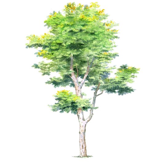 拼贴风手绘树素材-1