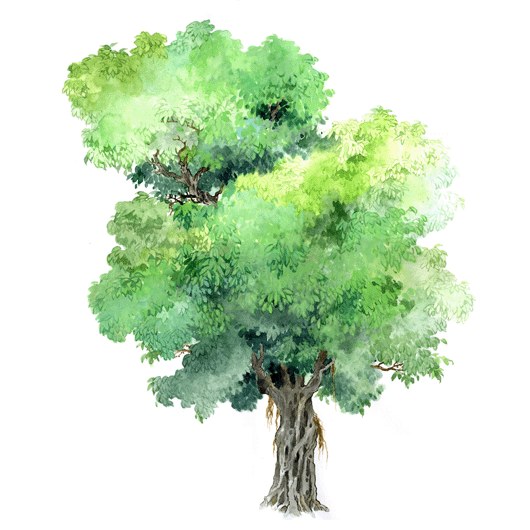 拼贴风手绘树素材-1
