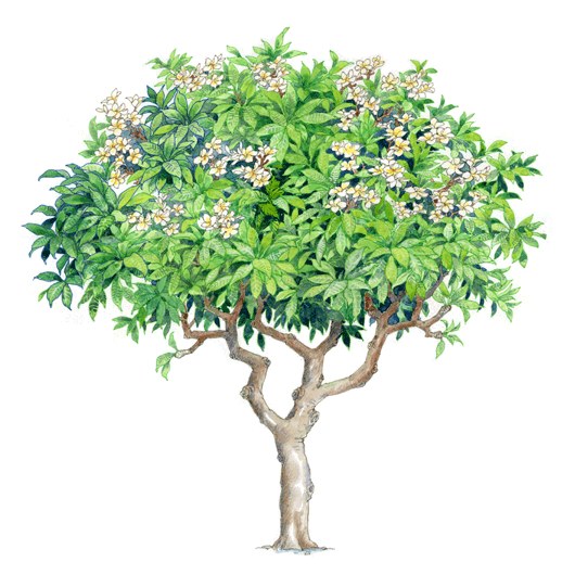 拼贴风手绘树素材-1
