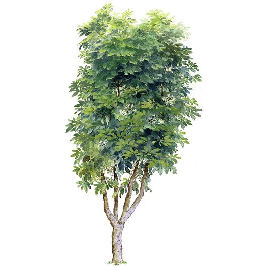 拼贴风手绘树素材-1