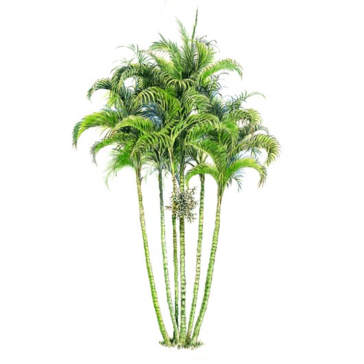 拼贴风手绘树素材-1
