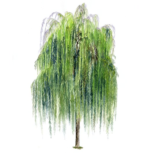 拼贴风手绘树素材-1