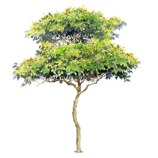 拼贴风手绘树素材-1