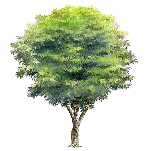 拼贴风手绘树素材-1