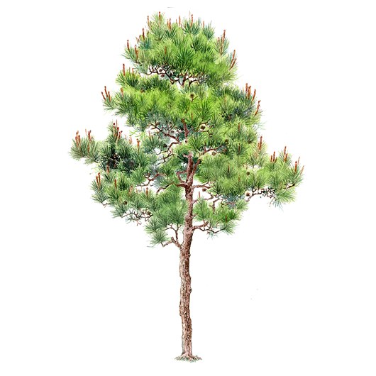 拼贴风手绘树素材-1