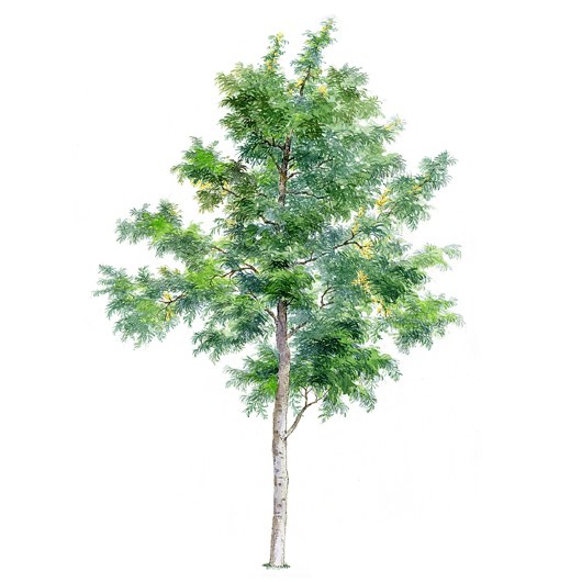 拼贴风手绘树素材-1