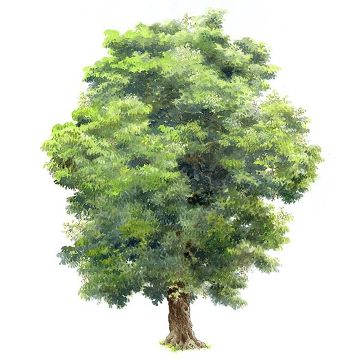拼贴风手绘树素材-1
