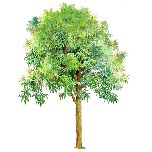 拼贴风手绘树素材-1