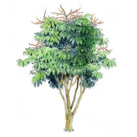 拼贴风手绘树素材-1