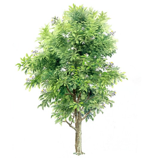 拼贴风手绘树素材-1