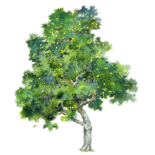 Acacia confusa 台湾相思树-1