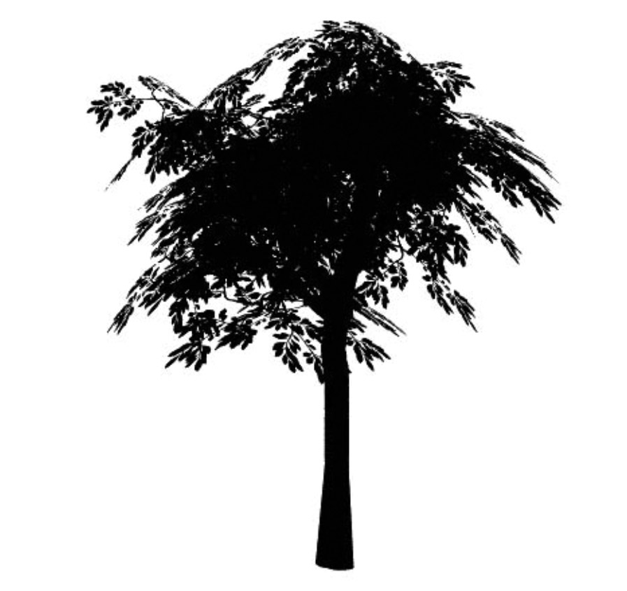 plum 李子树 立面笔刷-1