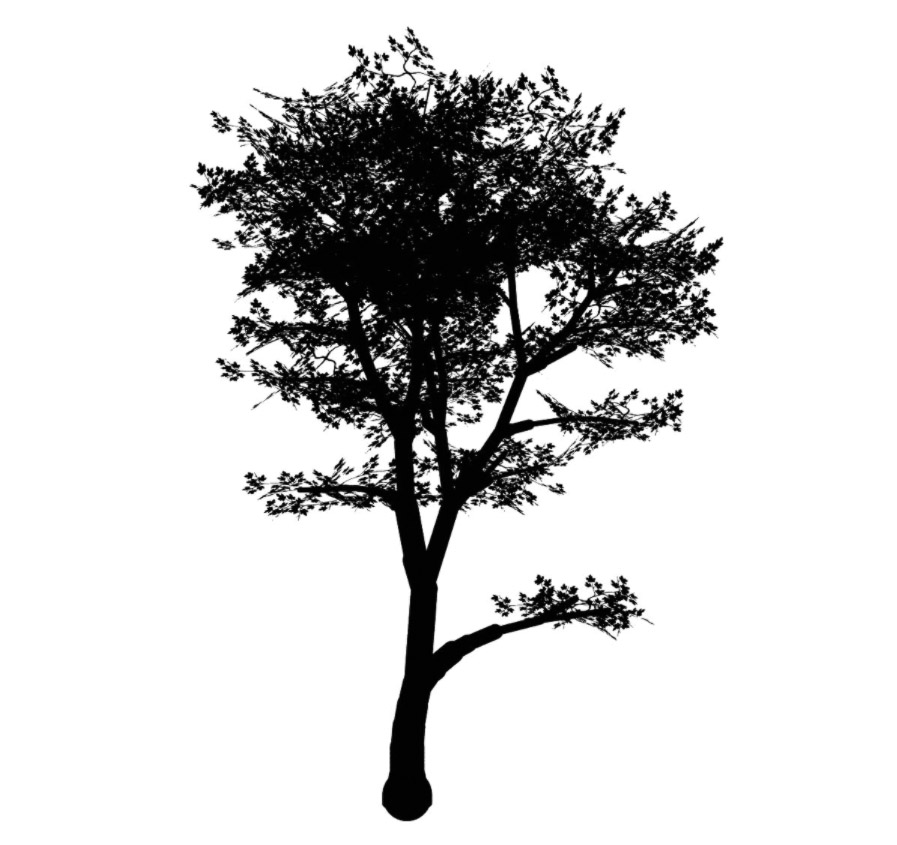 maple 枫树 立面笔刷-1