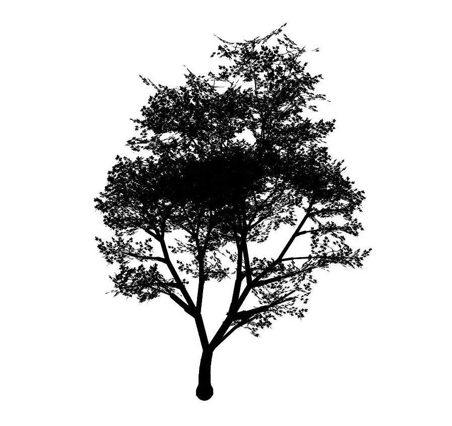 maple 枫树 立面笔刷-1