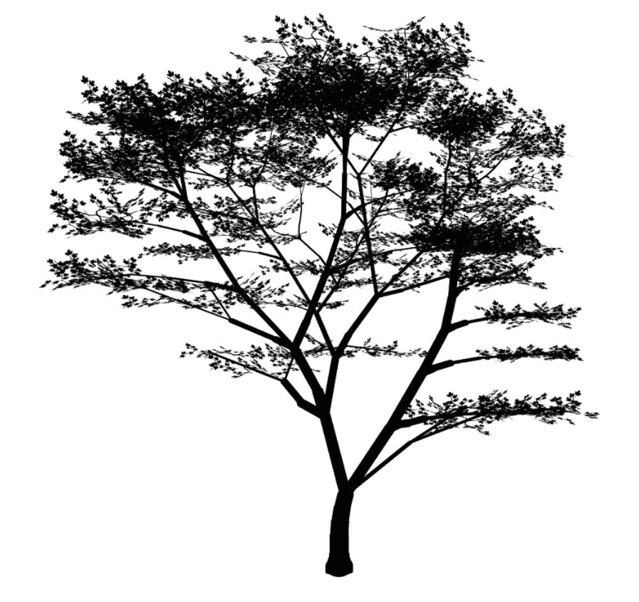 maple 枫树 立面笔刷-1