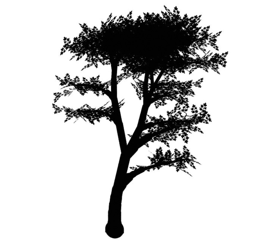 maple 枫树 立面笔刷-1