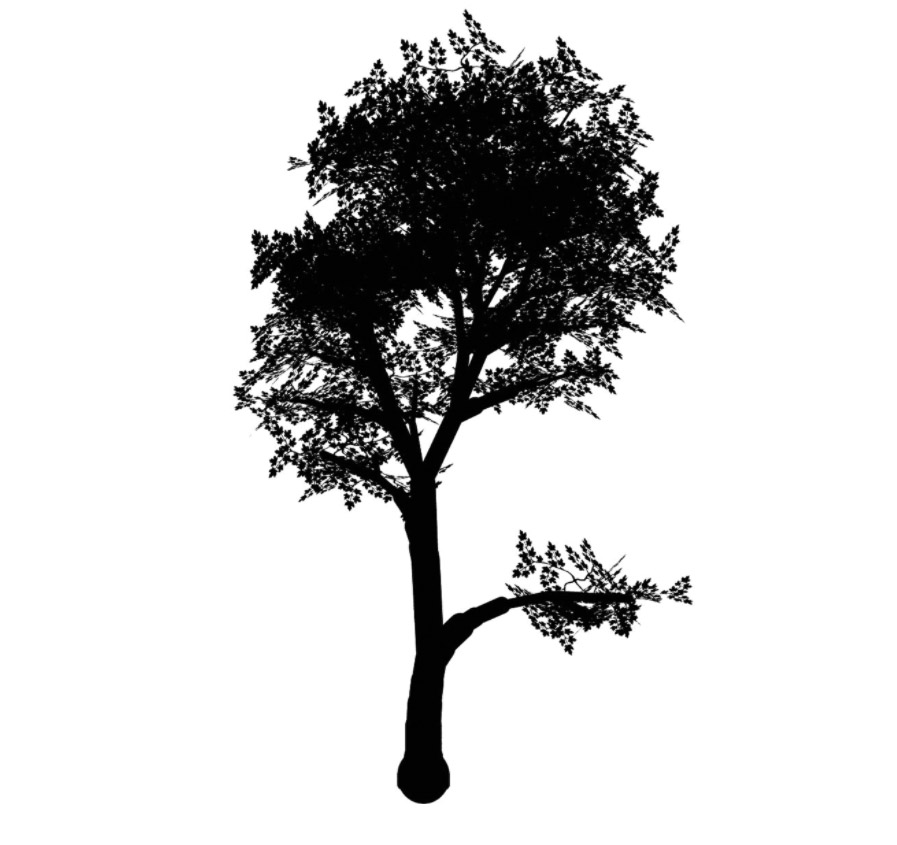 maple 枫树 立面笔刷-1