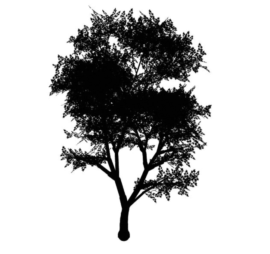 maple 枫树 立面笔刷-1