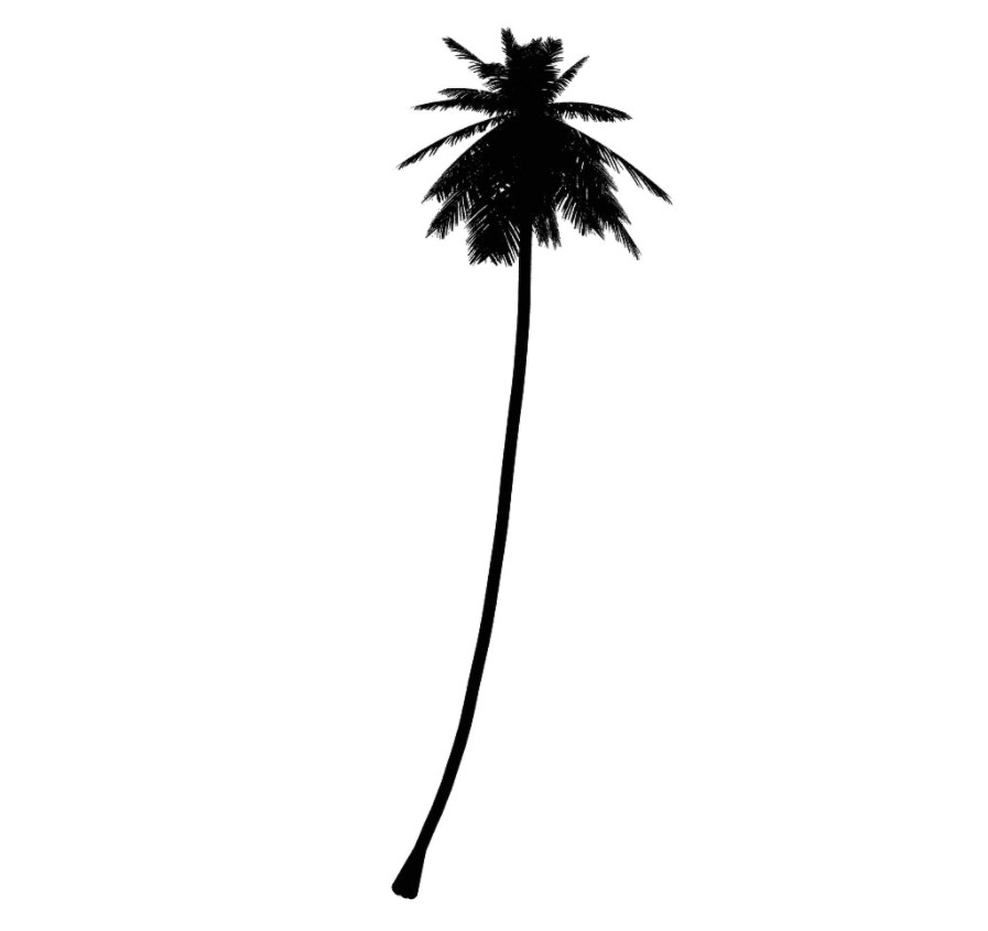 cocos 椰子树 立面笔刷-1