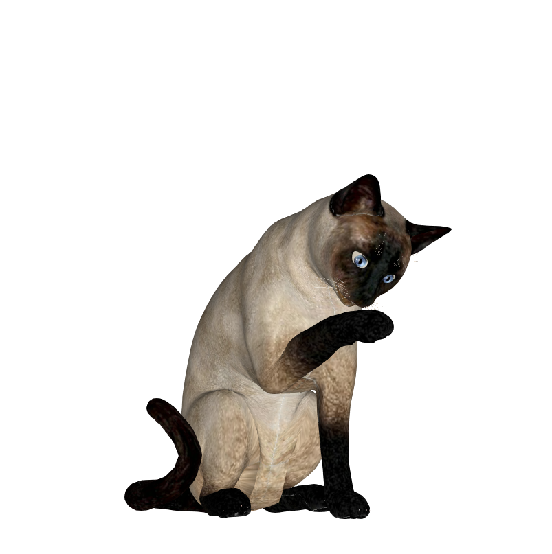 猫咪动物3D模型-1