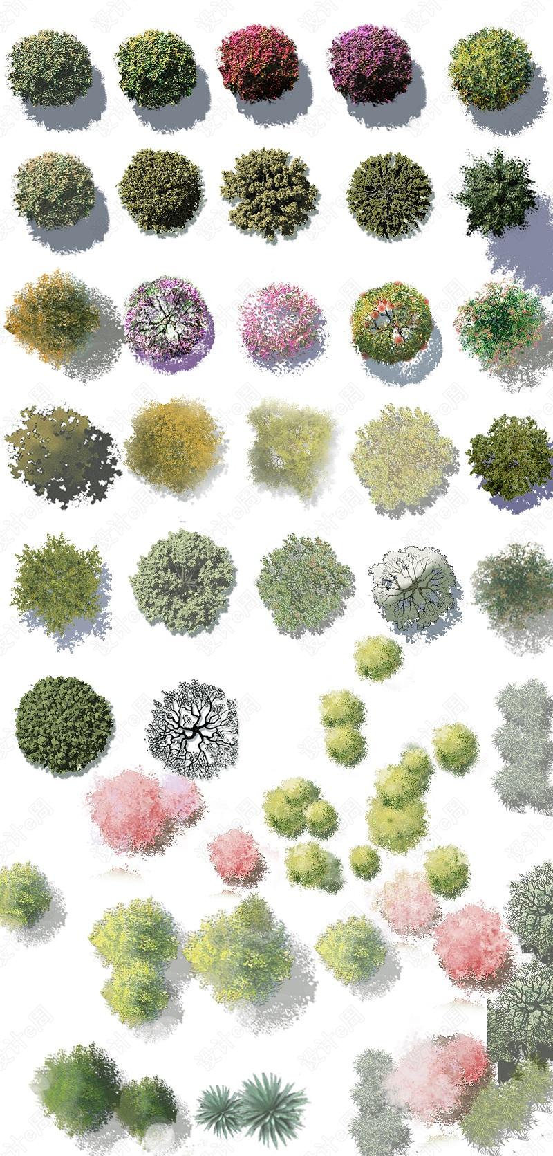 精选彩色平面图植物素材—PSD源文件.jpg