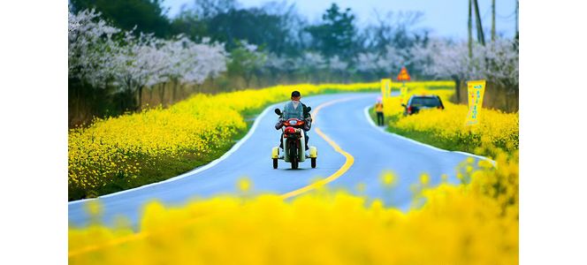 大片的油菜花在晴空下盛开