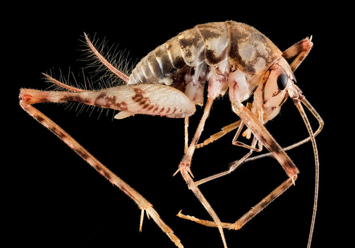 Camel Cricket