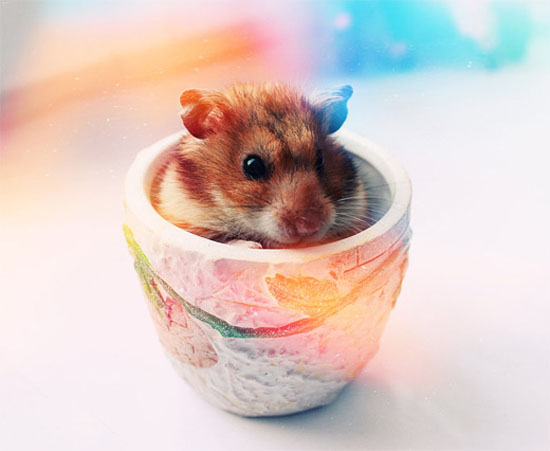 3-cup-dreamy-hamster-animal-photography