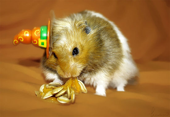 8-witch-hat-hamster-animal-photography