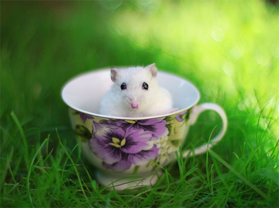 11-white-cute-cup-hamster-animal-photography