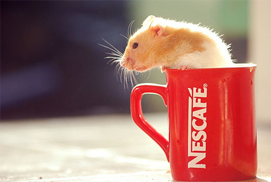 13-nescafe-coffee-hamster-animal-photography