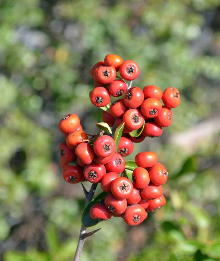 berries-dsc_0039_edited-1