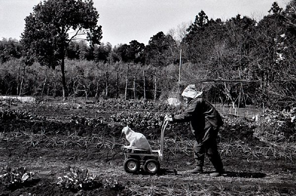 Miyoko Ihara摄影作品：Missao and Fukumaru